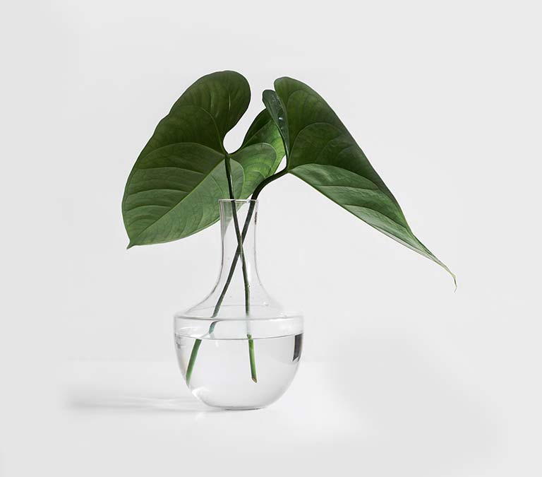 Hoja En Agua