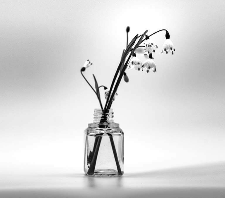 Flores a Remojo